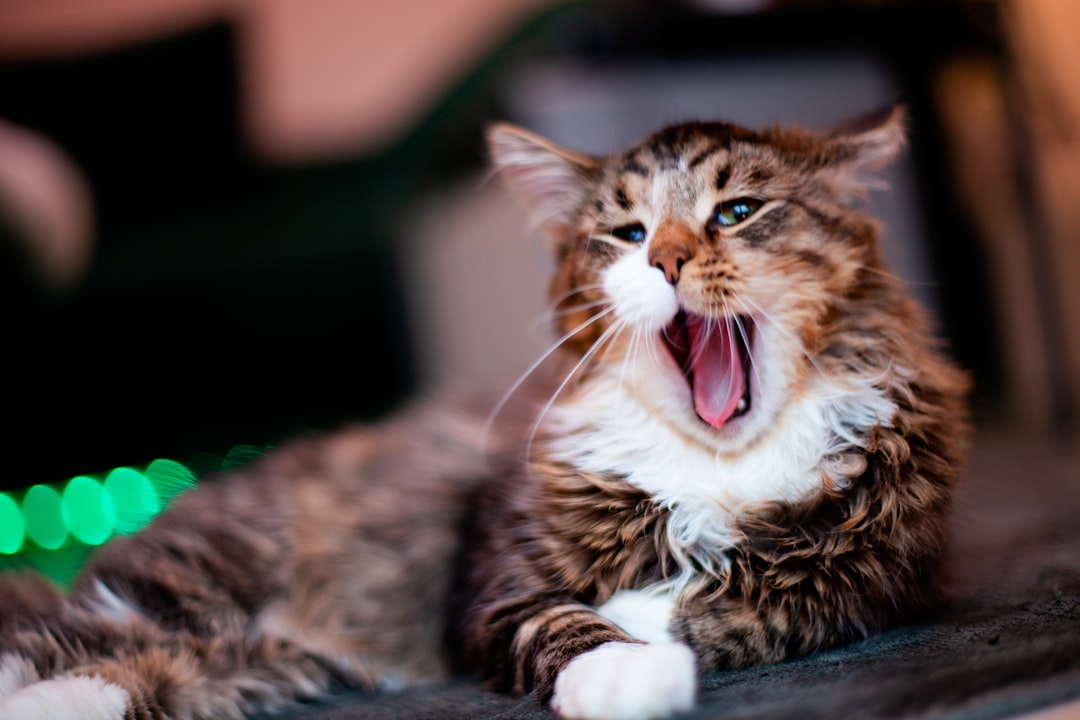 Tongue.