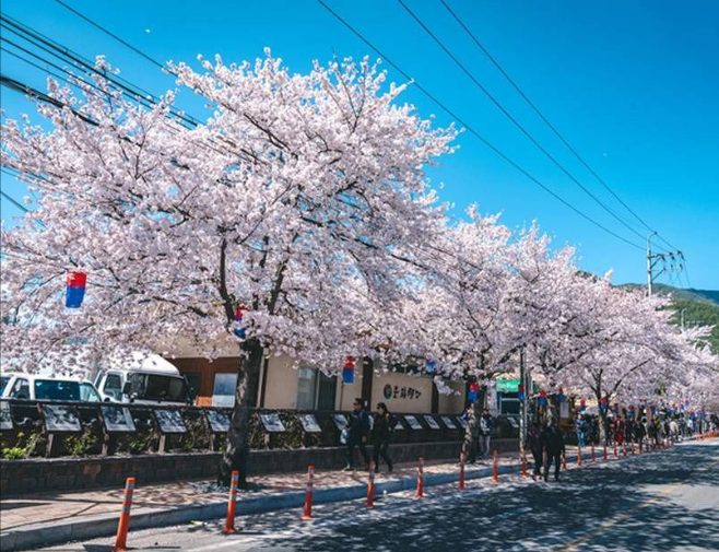 하동 벚꽃 개화상황