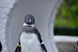 도쿄 여행 추천 우에노 동물원 