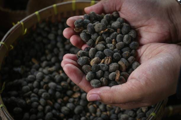 딥디크-탐다오-원료-머스크