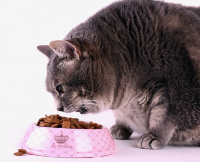 밥을 먹는 비만 기운이 있는 고양이.