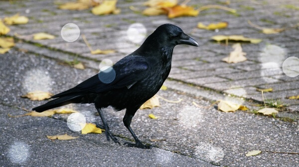 도로위에-서있는-까마귀