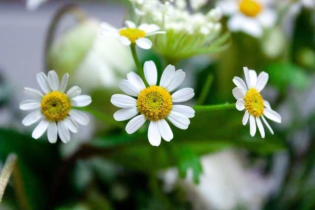 캐모마일 사진