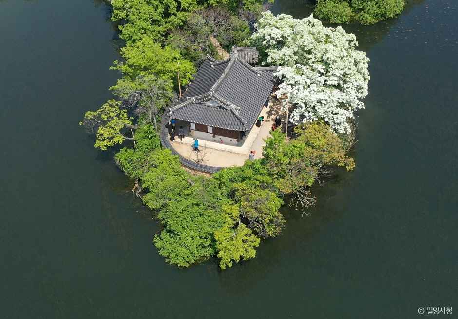 밀양 위양지 이팝나무