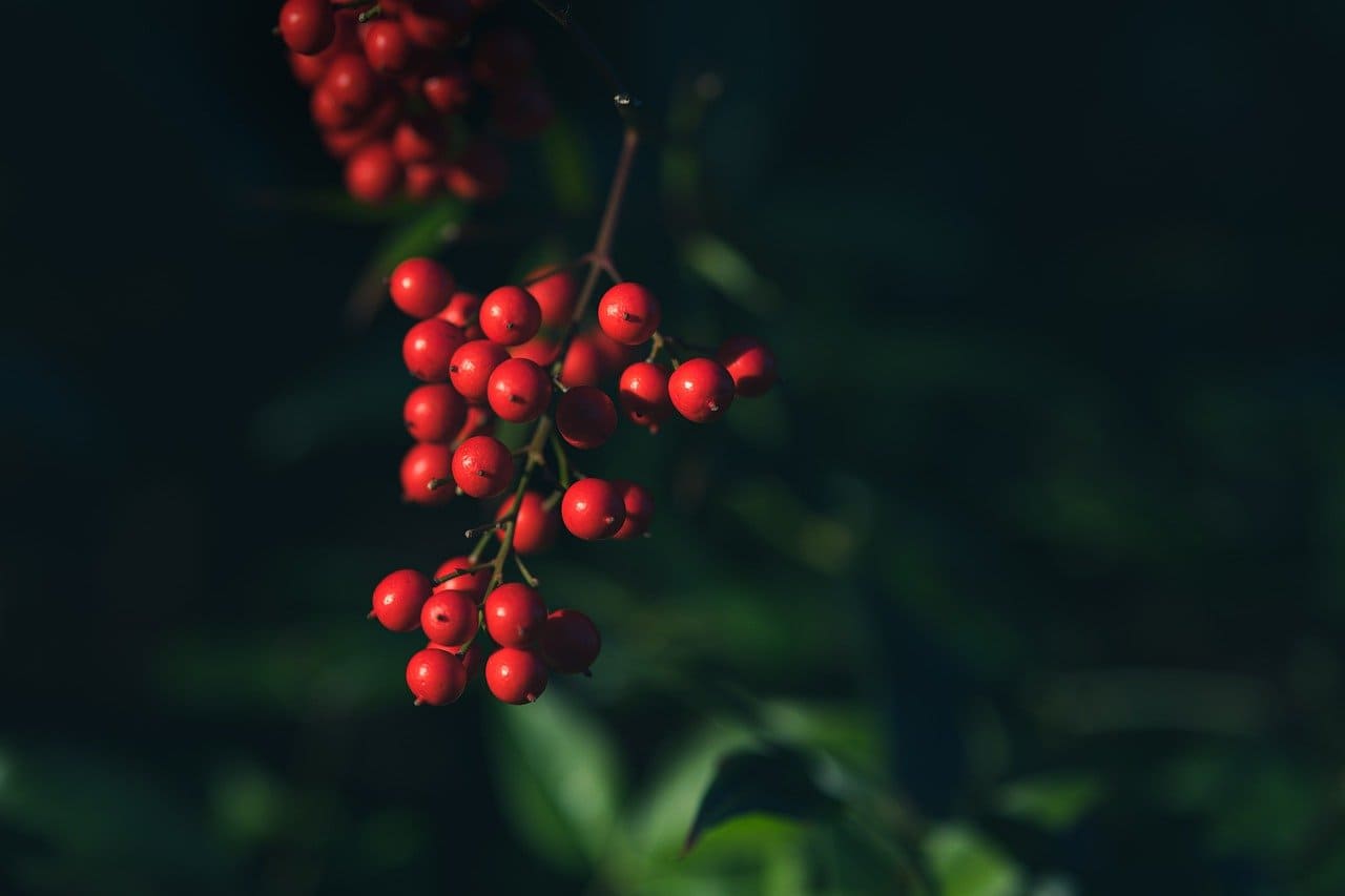 앵두청 만들기 효능 담그는법 황금레시피 보관 방법
