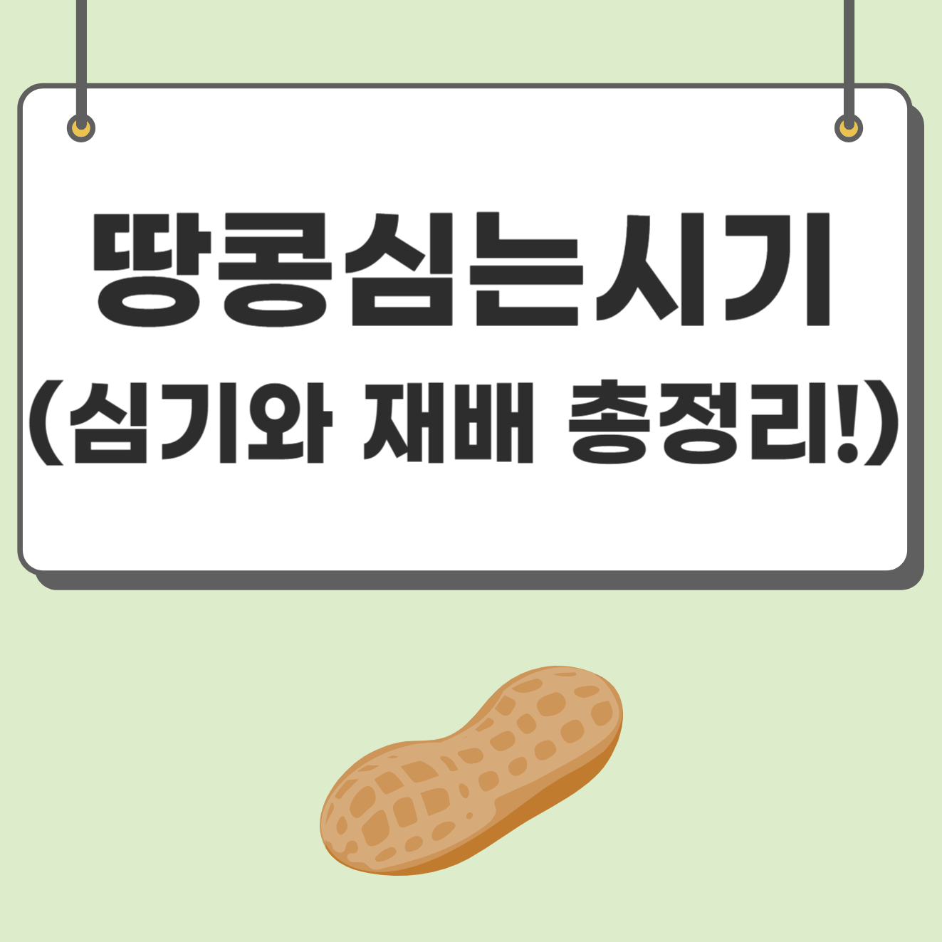 땅콩 심는(파종)시기 및 심는방법&#44; 땅콩심기와 재배 총정리!