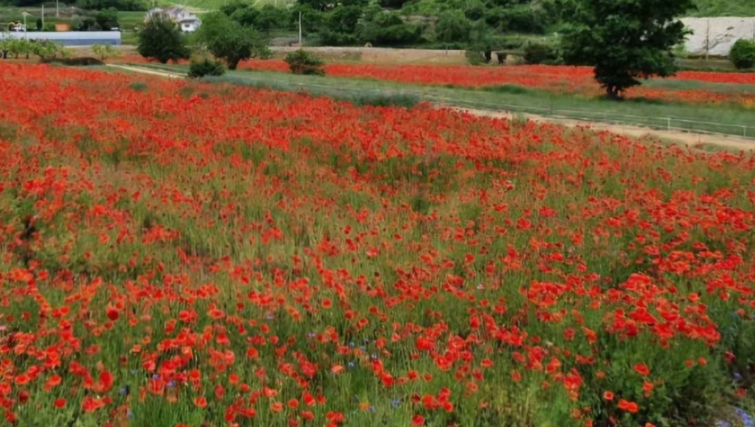 양귀비 풍경사진