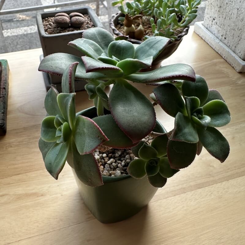 키우기 쉬운 다육식물 초보자 카라솔 까라솔