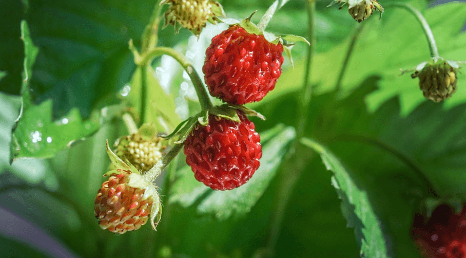 산딸기 사진 - 6