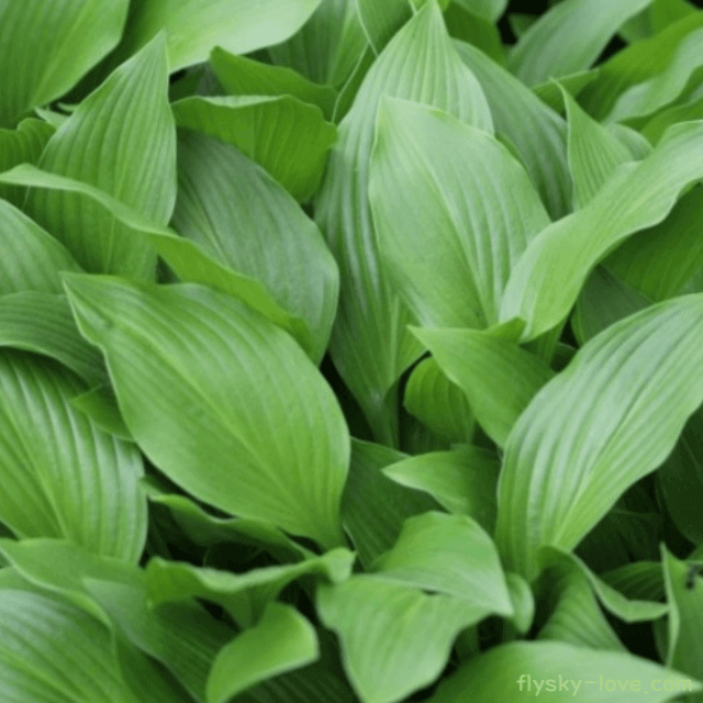 감칠맛 나는 산나물 비비추