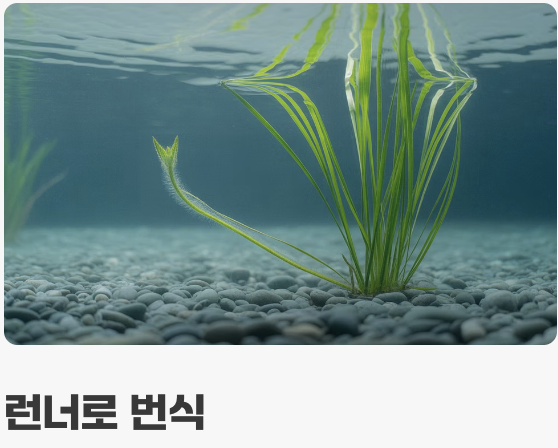 런너로 번식하는 &amp;#39;물속의 잔디밭&amp;#39;