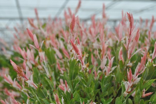 화이트핑크 셀릭스와 플라밍고 셀릭스