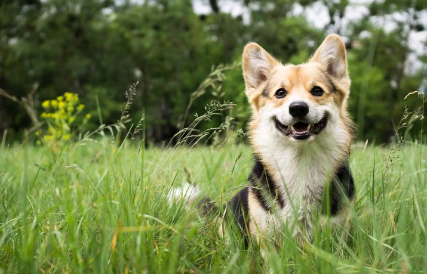 개의 필라리아증 투약의 효과.