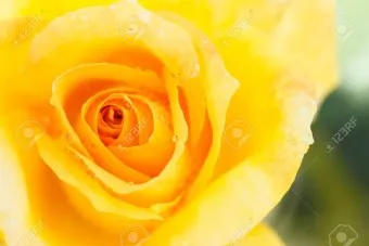 장미 삽목시기 삽목 방법 줄장미 넝쿨장미 색깔별 장미_2