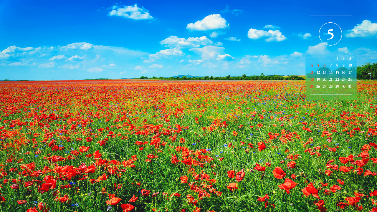 10 푸른하늘과 꽃양귀비 들판 A - 2025년5월 노트북배경화면