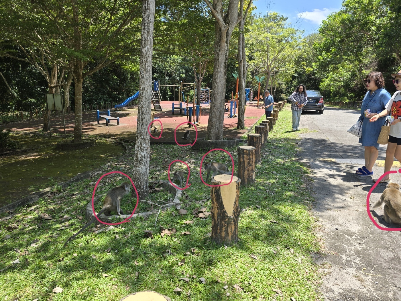 원숭이 공원 원숭이들 모습