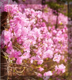 화담숲 데이트 코스 완벽 가이드: 자연 속 힐링과 맛집 탐방