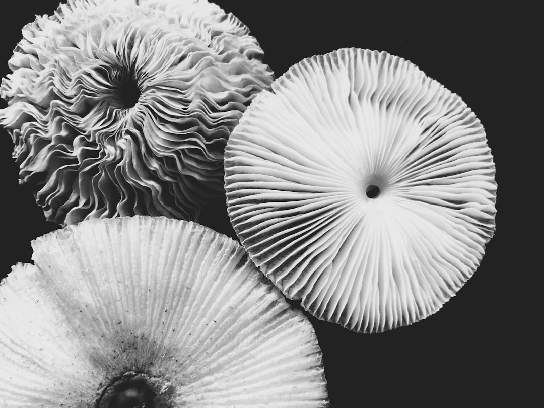 Mushroom
