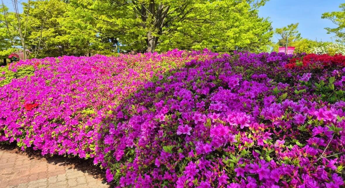 태안 튤립 축제 기간