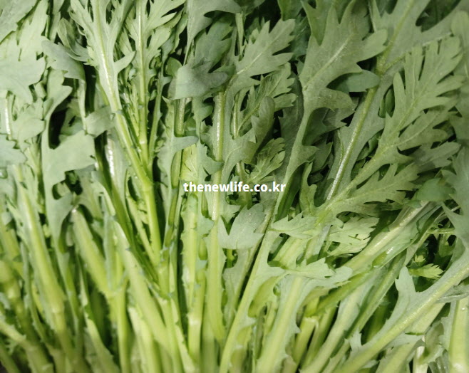 심신 안정 및 불면증 완화에 좋은 천연 진정제 쑥갓 실물 사진