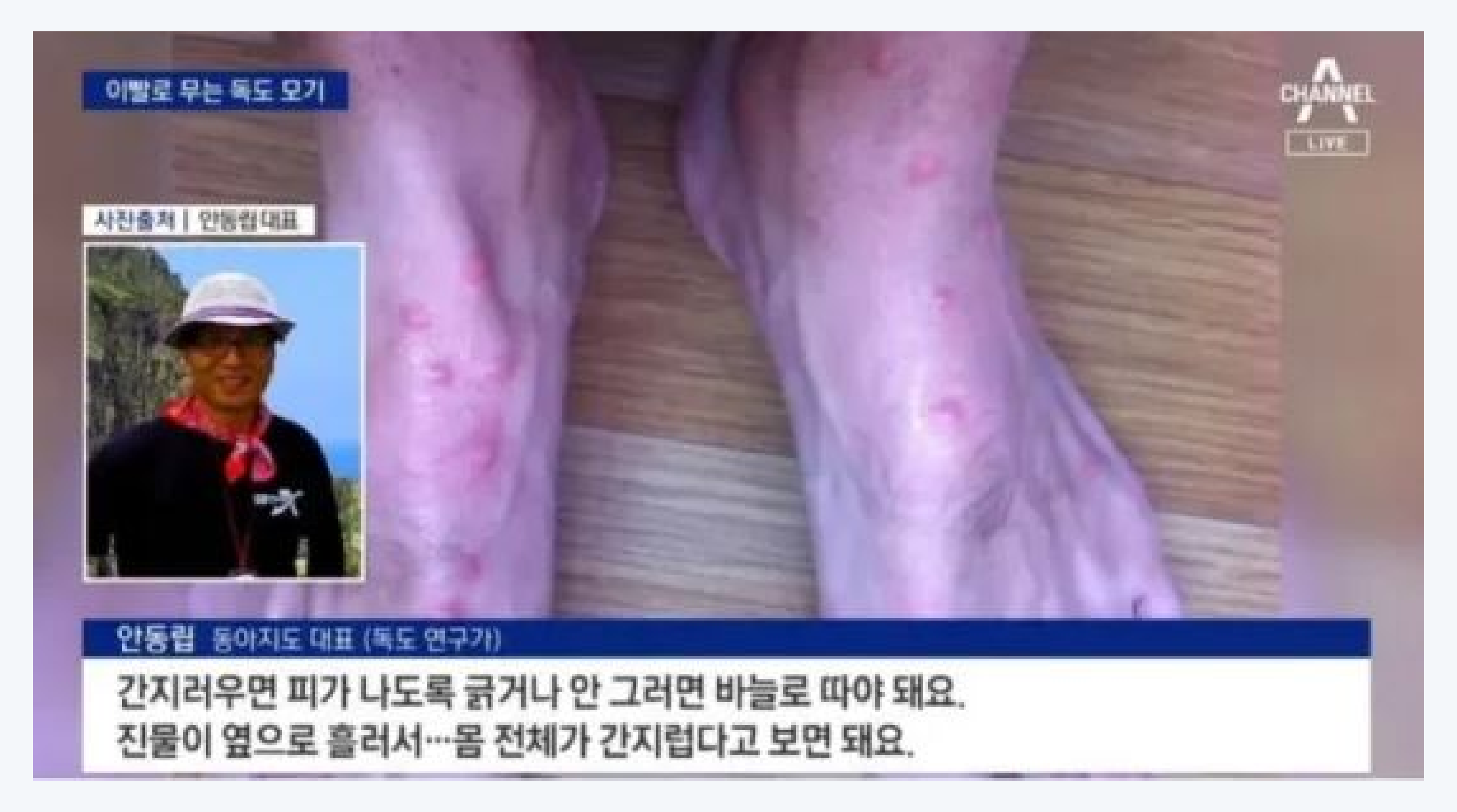 모기, 독도점등에모기