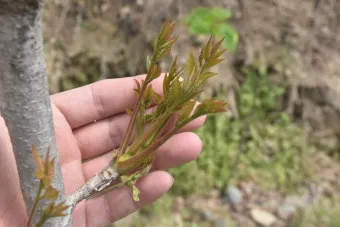 옻나무 효능 알레르기 발생시 대처법과 섭취 주의사항_10