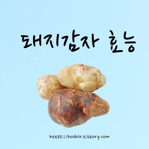 돼지감자 효능