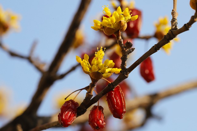 구례 산수유꽃 축제