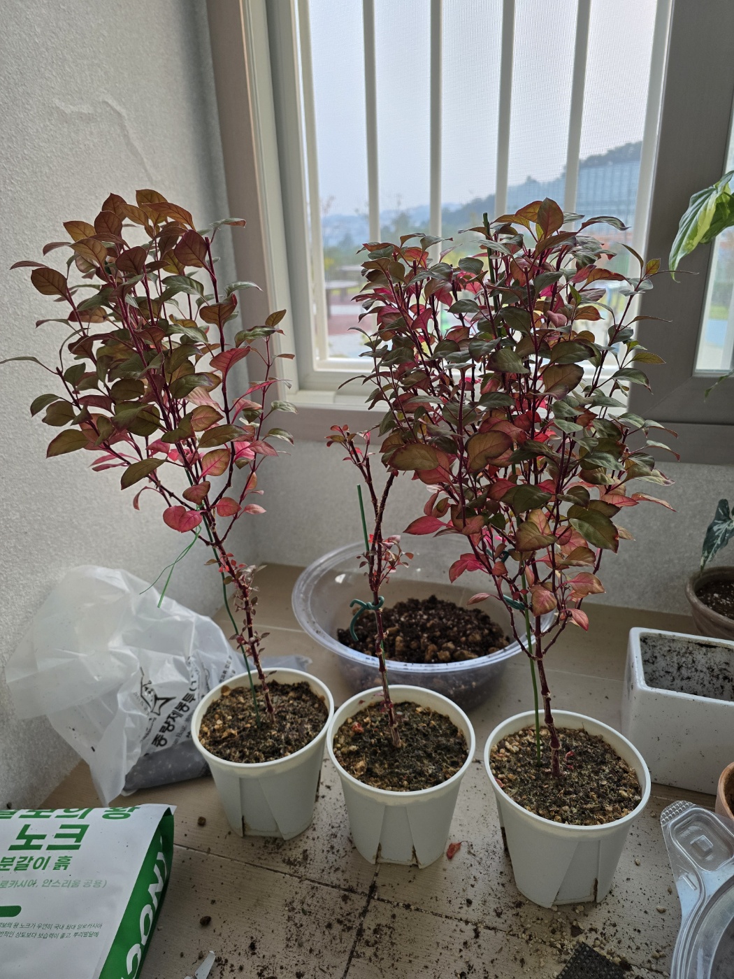 퍼플프린스와 뿌리