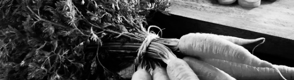 당근 재배방법: 당근 심는 시기