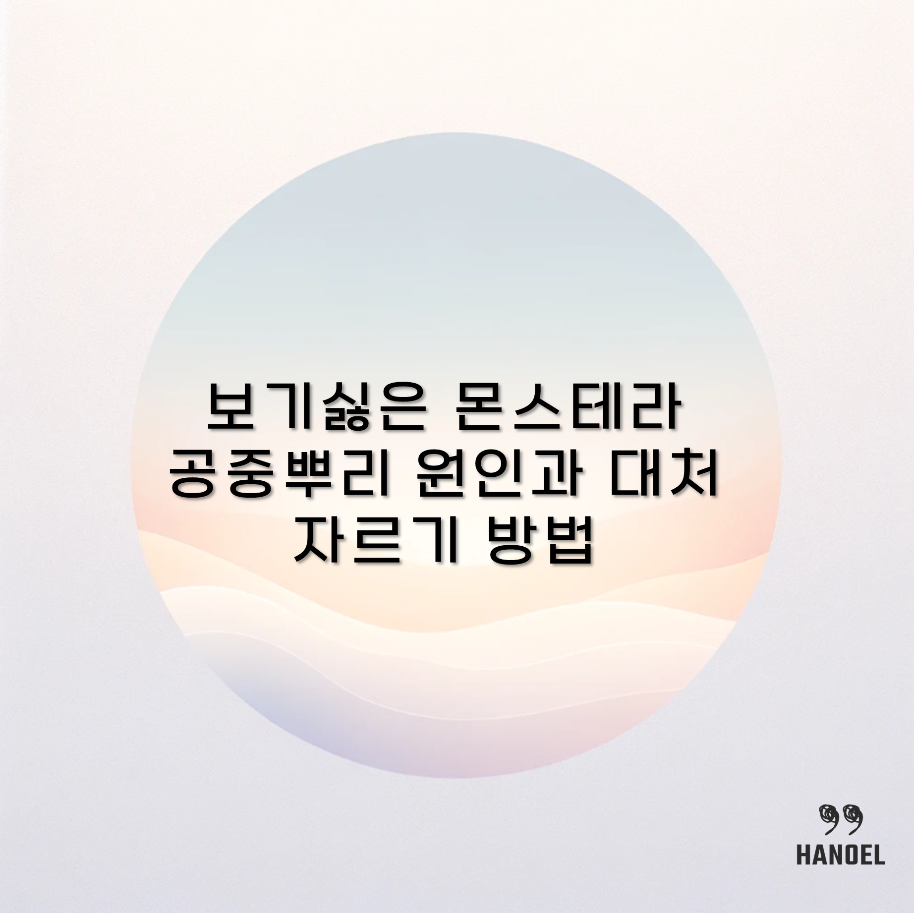 보기싫은 몬스테라 공중뿌리 원인과 대처 자르기 방법