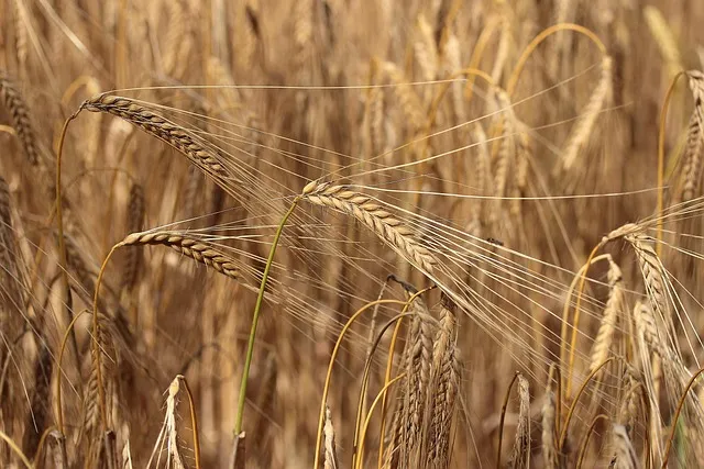 6월에 심는 밭작물 채소_2