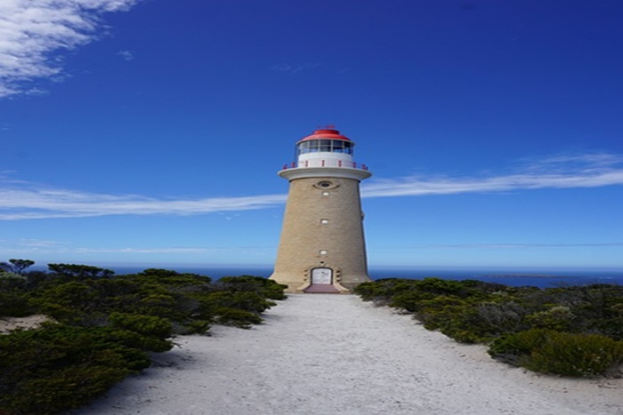 호주 캥거루 아일랜드 섬