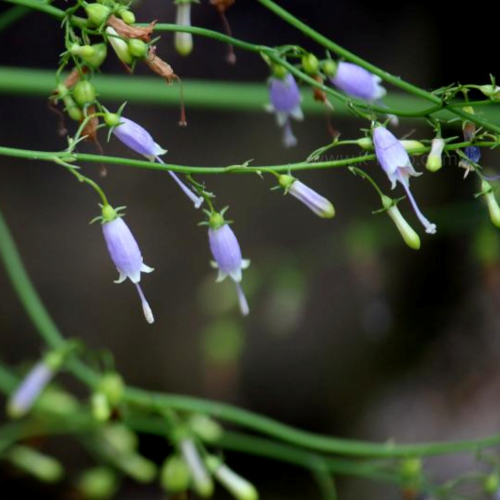 잔대( Japanese Ladybell )