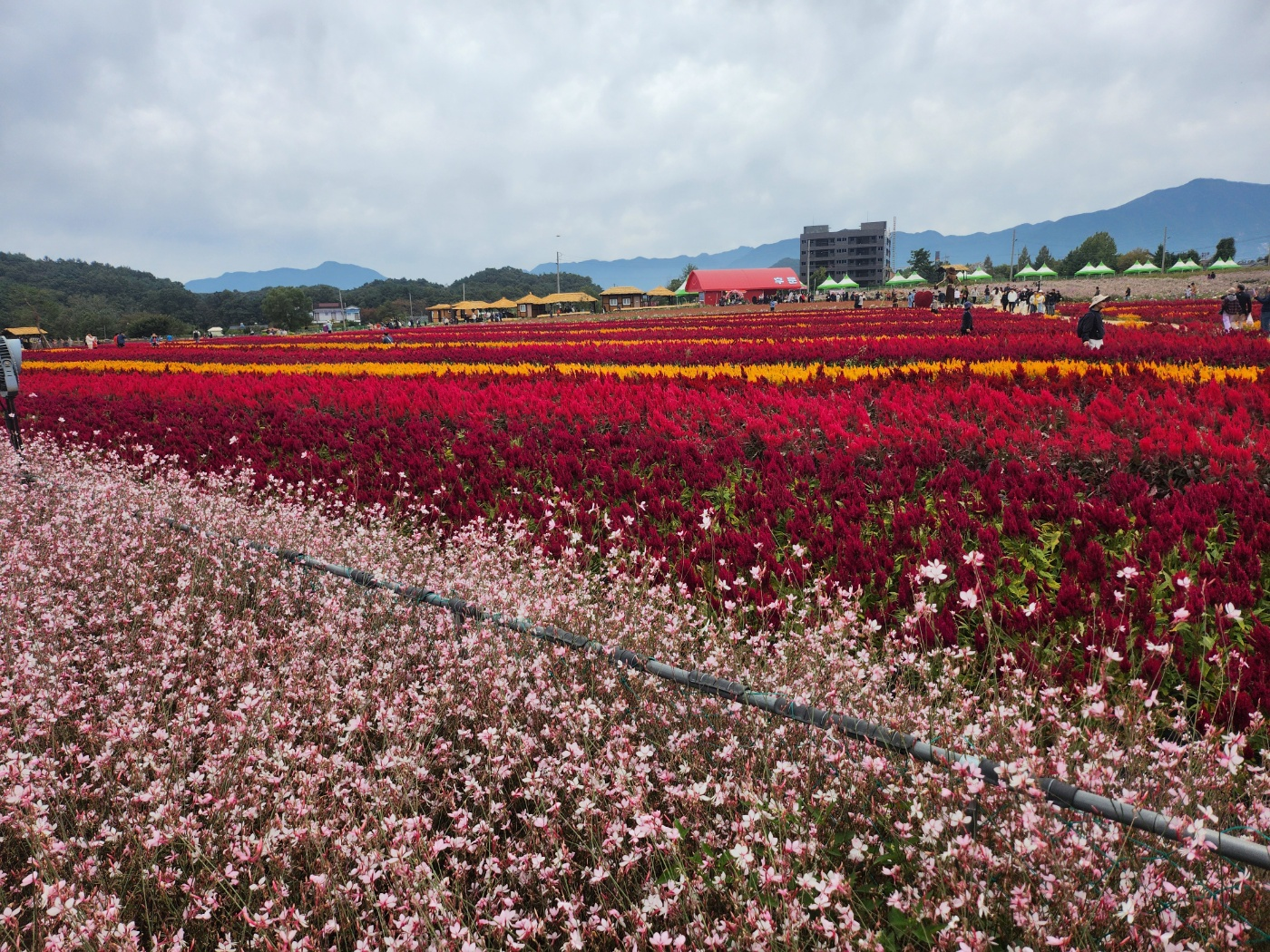 철원고석정꽃밭가는길