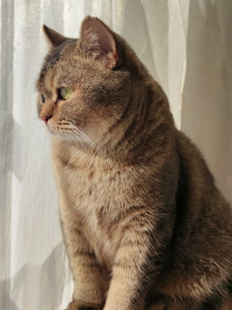 고양이 나이 들면서 체형이 달라지는 이유