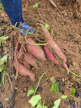 고구마캐는시기 딱 3가지 신호만 보세요 보관법까지 총정리로_16