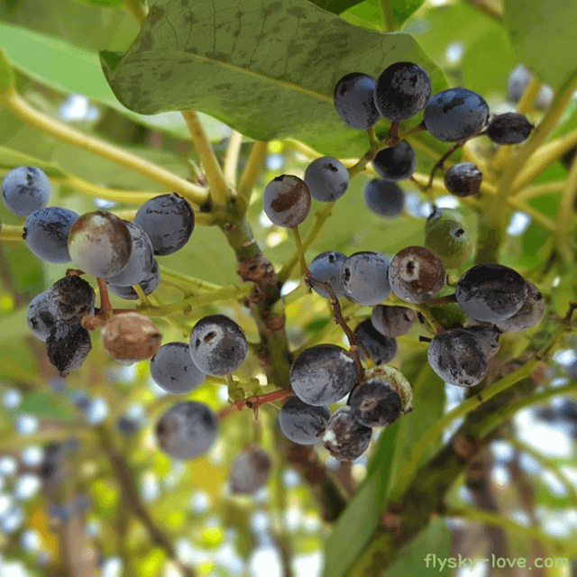 굴거리나무 열매