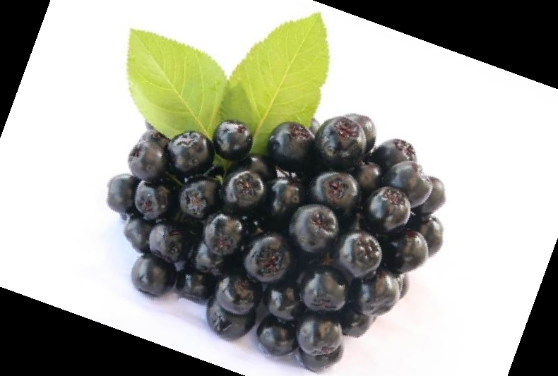 아로니아 분말 복용법