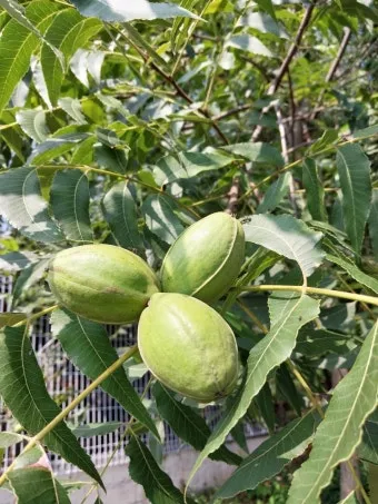 피칸 재배 기후 선택 전정 포인트 열매 건조_9