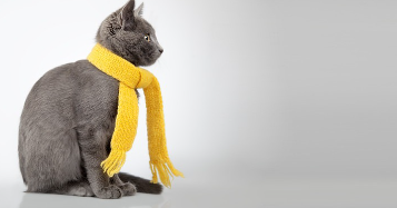 감기를 자연 치유하고 싶은 고양이.