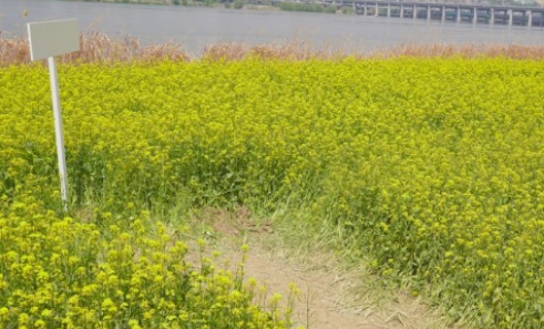 2024년 한강서래섬