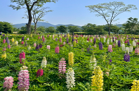 [4월~5월 여행지]만개한 꽃잔디와 봄날의 감동, 거창창포원에서 만난 힐링의 순간