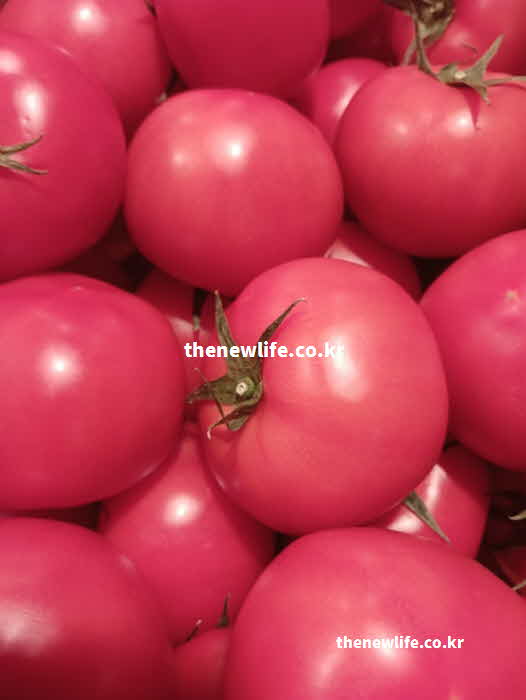 토마토 효능 조리 방법 기름