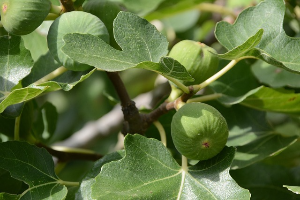 경북 농어민 수당