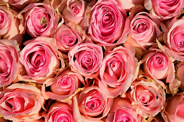 중랑 서울장미축제