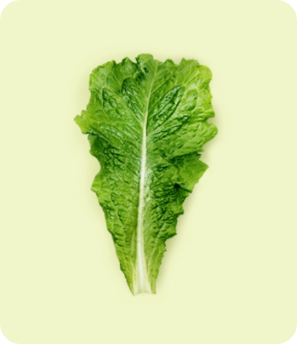 상추 파종시기-재배방법