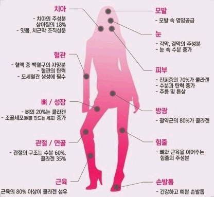 저분자 콜라겐 펩타이트 효능 추천