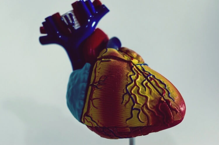 다양한-색으로-표현한-심장모형