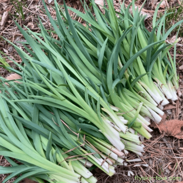 봄나물 원추리 효능